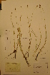  (Carex heleonastes Ehrh - TRH49691)  @11 [ ] CreativeCommons - Attribution Non-Commercial Share-Alike (2012) NTNU Museum of Natural History and Archaeology NTNU Museum of Natural History and Archaeology
