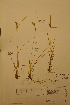  (Carex lepidocarpa subsp. jemtlandica - TRH32733)  @11 [ ] CreativeCommons - Attribution Non-Commercial Share-Alike (2012) NTNU Museum of Natural History and Archaeology NTNU Museum of Natural History and Archaeology