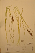 ( - TRH49259)  @11 [ ] CreativeCommons - Attribution Non-Commercial Share-Alike (2012) NTNU Museum of Natural History and Archaeology NTNU Museum of Natural History and Archaeology