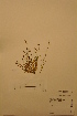  ( - TRH31885)  @11 [ ] CreativeCommons - Attribution Non-Commercial Share-Alike (2012) NTNU Museum of Natural History and Archaeology NTNU Museum of Natural History and Archaeology