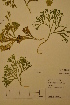  (Diphasiastrum x zeilleri - TRH49678)  @11 [ ] CreativeCommons - Attribution Non-Commercial Share-Alike (2012) NTNU Museum of Natural History and Archaeology NTNU Museum of Natural History and Archaeology