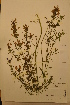  ( - TRH48438)  @11 [ ] CreativeCommons - Attribution Non-Commercial Share-Alike (2012) NTNU Museum of Natural History and Archaeology NTNU Museum of Natural History and Archaeology