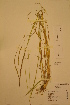  (Elymus fibrosus - TRH48730)  @11 [ ] CreativeCommons - Attribution Non-Commercial Share-Alike (2012) NTNU Museum of Natural History and Archaeology NTNU Museum of Natural History and Archaeology