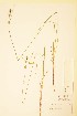  ( - TRH31796)  @11 [ ] CreativeCommons - Attribution Non-Commercial Share-Alike (2015) NTNU University Museum, Department of Natural History NTNU University Museum, Department of Natural History