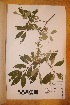  ( - TRH-V-68719)  @11 [ ] Copyright (2014) NTNU University Museum, Department of Natural History NTNU University Museum, Department of Natural History