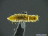  (Meronera CVB42 - cvb055stla002)  @11 [ ] CreativeCommons  Attribution Non-Commercial Share-Alike (2022) Christoph von Beeren TU Darmstadt