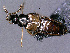  (Tetradonella - cvb525_a2)  @11 [ ] CreativeCommons  Attribution Non-Commercial Share-Alike (2022) Christoph von Beeren TU Darmstadt