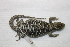  (Liolaemus sp. 1 - 7462RAr)  @14 [ ] Unspecified (default): All Rights Reserved (2014) L.J. Avila CENPAT