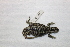  (Liolaemus sp. A - 9490RAr)  @14 [ ] Unspecified (default): All Rights Reserved (2014) L.J. Avila CENPAT