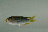  (Neopomacentrus nemurus - MNHN_PE107)  @13 [ ] CreativeCommons - Attribution Non-Commercial Share-Alike (2014) Michel Kulbicki IRD