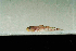  ( - MNHN_PE144)  @12 [ ] CreativeCommons - Attribution Non-Commercial Share-Alike (2014) Michel Kulbicki IRD