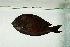  ( - MNHN_PE247)  @12 [ ] CreativeCommons - Attribution Non-Commercial Share-Alike (2014) Michel Kulbicki IRD