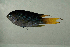  ( - MNHN_PE267)  @12 [ ] CreativeCommons - Attribution Non-Commercial Share-Alike (2014) Michel Kulbicki IRD