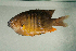  (Stegastes gascoynei - MNHN_PE297)  @11 [ ] CreativeCommons - Attribution Non-Commercial Share-Alike (2014) Michel Kulbicki IRD
