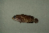  ( - MNHN_PE311)  @11 [ ] CreativeCommons - Attribution Non-Commercial Share-Alike (2014) Michel Kulbicki IRD