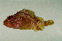  (Sebastapistes cyanostigma - MNHN_PE319)  @14 [ ] CreativeCommons - Attribution Non-Commercial Share-Alike (2014) Michel Kulbicki IRD