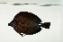  ( - MNHN_PE342)  @11 [ ] CreativeCommons - Attribution Non-Commercial Share-Alike (2014) Michel Kulbicki IRD