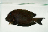  ( - MNHN_PE355)  @13 [ ] CreativeCommons - Attribution Non-Commercial Share-Alike (2014) Michel Kulbicki IRD