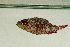  (Scorpaenodes varipinnis - MNHN_PE513)  @11 [ ] CreativeCommons - Attribution Non-Commercial Share-Alike (2014) Michel Kulbicki IRD