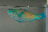  (Chlorurus spilurus - MNHN_PE546)  @14 [ ] CreativeCommons - Attribution Non-Commercial Share-Alike (2014) Michel Kulbicki IRD