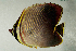  ( - MNHN_PE520)  @13 [ ] CreativeCommons - Attribution Non-Commercial Share-Alike (2014) Michel Kulbicki IRD