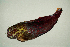  ( - MNHN_PE644)  @13 [ ] CreativeCommons - Attribution Non-Commercial Share-Alike (2014) Michel Kulbicki IRD