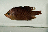  ( - MNHN_PE648)  @11 [ ] CreativeCommons - Attribution Non-Commercial Share-Alike (2014) Michel Kulbicki IRD