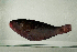  ( - MNHN_PE660)  @12 [ ] CreativeCommons - Attribution Non-Commercial Share-Alike (2014) Michel Kulbicki IRD