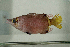  ( - MNHN_PE693)  @12 [ ] CreativeCommons - Attribution Non-Commercial Share-Alike (2014) Michel Kulbicki IRD