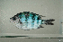  ( - MNHN_PE706)  @11 [ ] CreativeCommons - Attribution Non-Commercial Share-Alike (2014) Michel Kulbicki IRD