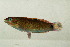  ( - MNHN_PE707)  @11 [ ] CreativeCommons - Attribution Non-Commercial Share-Alike (2014) Michel Kulbicki IRD