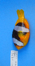  (Amphiprion chrysopterus - MNHN_PE859)  @14 [ ] CreativeCommons - Attribution Non-Commercial Share-Alike (2014) Michel Kulbicki IRD