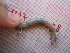  (Scincidae - CN1434)  @14 [ ] CreativeCommons - Attribution Non-Commercial No Derivatives (2015) Raquel Vasconcelos IBE, Institute of Evolutionary Biology (CSIC-UPF)