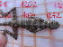 (Pristurus insignis - CN1272)  @14 [ ] CreativeCommons - Attribution Non-Commercial No Derivatives (2015) Raquel Vasconcelos IBE, Institute of Evolutionary Biology (CSIC-UPF)