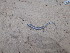  (Chalcides ocellatus - CIBIO.15947)  @11 [ ] Copyright (c) (2019) JC Brito CIBIO