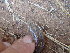  ( - CIBIO.16040)  @11 [ ] Copyright (c) (2019) JC Brito CIBIO
