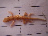  (Acanthodactylus longipes - CIBIO.3521)  @11 [ ] Copyright (c) (2009) JC Brito CIBIO