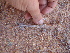  (Acanthodactylus boskianus - CIBIO.7260)  @11 [ ] Copyright (c) (2012) JC Brito CIBIO