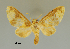  ( - MUSM-ArctVBC106)  @13 [ ] Copyright (2017) Juan Grados Museo de Historia Natural, UNMSM, Lima, Perú