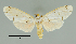  ( - MUSM-ArctVBC131)  @14 [ ] Copyright (2017) Juan Grados Museo de Historia Natural, UNMSM, Lima, Perú