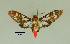  ( - MUSM-ArctVBC221)  @11 [ ] Copyright (2017) Juan Grados Museo de Historia Natural, UNMSM, Lima, Perú