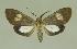  ( - MUSM-ArctVBC257)  @14 [ ] Copyright (2017) Juan Grados Museo de Historia Natural, UNMSM, Lima, Perú