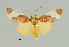  ( - MUSM-ArctVBC330)  @13 [ ] Copyright (2018) Juan Grados Museo de Historia Natural, UNMSM, Lima, Perú