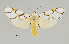  ( - MUSM-ArctVBC405)  @11 [ ] Copyright (2018) Juan Grados Museo de Historia Natural, UNMSM, Lima, Perú