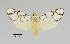  ( - MUSM-ArctVBC476)  @11 [ ] Copyright (2018) Juan Grados Museo de Historia Natural, UNMSM, Lima, Perú