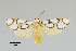  ( - MUSM-ArctVBC492)  @11 [ ] Copyright (2018) Juan Grados Museo de Historia Natural, UNMSM, Lima, Perú