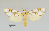  ( - MUSM-ArctVBC503)  @11 [ ] Copyright (2018) Juan Grados Museo de Historia Natural, UNMSM, Lima, Perú