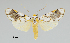  ( - MUSM-ArctVBC524)  @11 [ ] Copyright (2018) Juan Grados Museo de Historia Natural, UNMSM, Lima, Perú