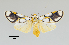  ( - MUSM-ArctVBC530)  @11 [ ] Copyright (2018) Juan Grados Museo de Historia Natural, UNMSM, Lima, Perú