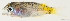  ( - T0202_033)  @11 [ ] CreativeCommons - Attribution Non-Commercial Share-Alike (2034) Henitsoa Jaonalison IH.SM, Toliara, Madagascar